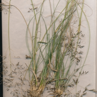 Eragrostis curvula (African Lovegrass) at Watson, ACT - 6 Jan 2021 by waltraud