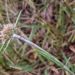 Euchiton sphaericus (star cudweed) at Hackett, ACT - 6 Jan 2021 by abread111