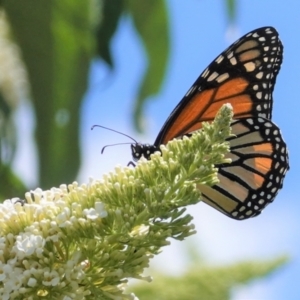 Danaus plexippus at Hughes, ACT - 6 Jan 2021