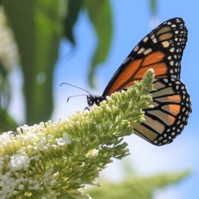 Danaus plexippus (Monarch) at Hughes, ACT - 6 Jan 2021 by JackyF