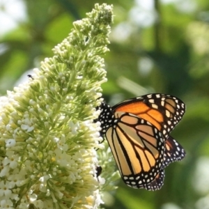 Danaus plexippus at Hughes, ACT - 6 Jan 2021