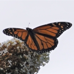 Danaus plexippus at Hughes, ACT - 6 Jan 2021 01:47 PM