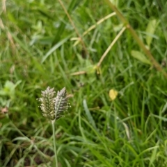 Eleusine tristachya (Goose Grass, Crab Grass, American Crows-Foot Grass) at Hackett, ACT - 6 Jan 2021 by abread111