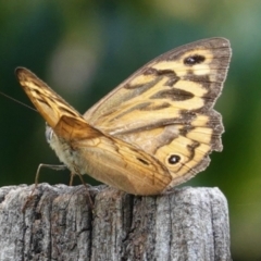 Heteronympha merope (Common Brown Butterfly) at Hughes, ACT - 6 Jan 2021 by JackyF