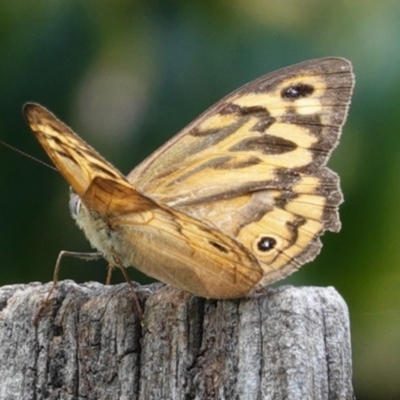 Heteronympha merope (Common Brown Butterfly) at Hughes, ACT - 6 Jan 2021 by JackyF