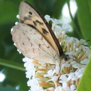 Heteronympha merope at Hughes, ACT - 6 Jan 2021