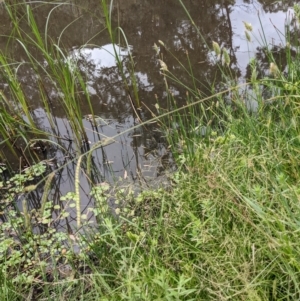 Paspalum dilatatum at Hackett, ACT - 6 Jan 2021