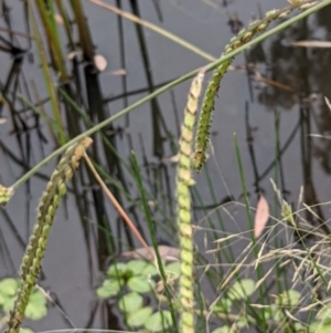 Paspalum dilatatum at Hackett, ACT - 6 Jan 2021