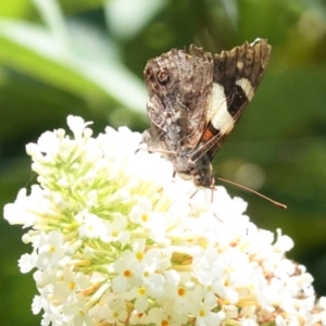 Vanessa itea at Hughes, ACT - 6 Jan 2021 02:07 PM