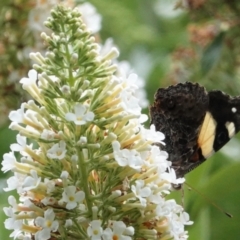 Vanessa itea at Hughes, ACT - 6 Jan 2021 02:07 PM