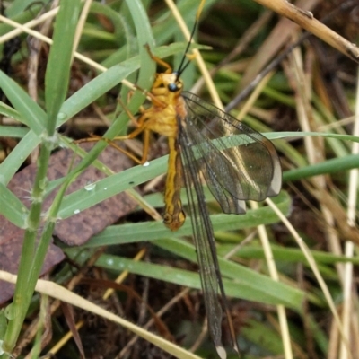 Nymphes myrmeleonoides (Blue eyes lacewing) at Hughes, ACT - 3 Jan 2021 by JackyF