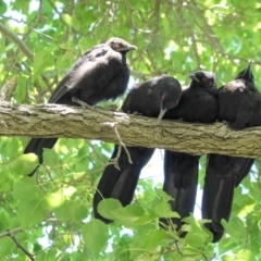 Corcorax melanorhamphos at Hughes, ACT - 5 Jan 2021