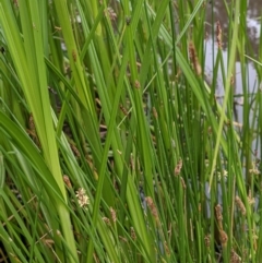 Eleocharis acuta (Common Spike-rush) at Hackett, ACT - 5 Jan 2021 by abread111