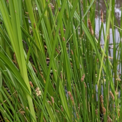 Eleocharis acuta (Common Spike-rush) at Hackett, ACT - 5 Jan 2021 by abread111