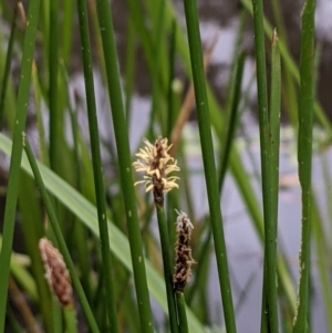 Eleocharis acuta at Hackett, ACT - 6 Jan 2021