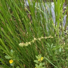 Eleocharis acuta at Hackett, ACT - 6 Jan 2021