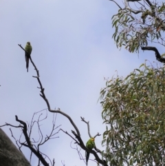 Polytelis swainsonii at Hughes, ACT - suppressed