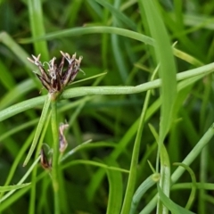 Schoenus apogon (Common Bog Sedge) at Hackett, ACT - 5 Jan 2021 by abread111