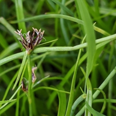 Schoenus apogon (Common Bog Sedge) at Hackett, ACT - 5 Jan 2021 by abread111