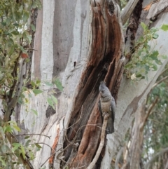 Callocephalon fimbriatum at Hughes, ACT - 3 Jan 2021