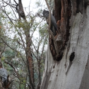 Callocephalon fimbriatum at Hughes, ACT - 3 Jan 2021