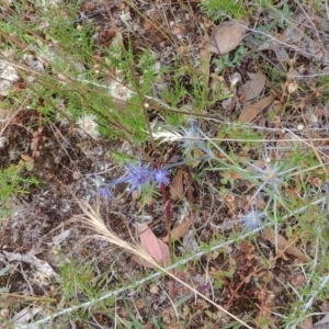 Eryngium ovinum at Majura, ACT - 6 Jan 2021 03:24 PM