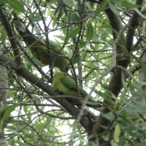 Polytelis swainsonii at Gungahlin, ACT - 6 Jan 2021