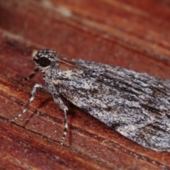 Spectrotrota fimbrialis at Melba, ACT - 19 Dec 2020