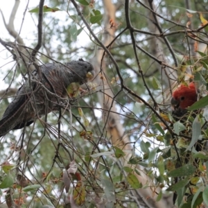 Callocephalon fimbriatum at Deakin, ACT - suppressed