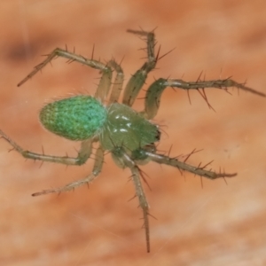 Araneus talipedatus at Melba, ACT - 19 Dec 2020 12:25 AM