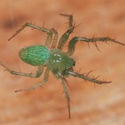 Araneus talipedatus (Slender green orb-weaver) at Melba, ACT - 18 Dec 2020 by kasiaaus