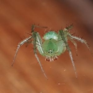 Araneus talipedatus at Melba, ACT - 19 Dec 2020 12:25 AM