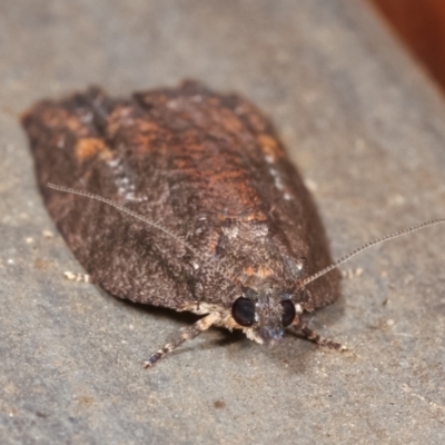 Tortricinae (subfamily) (A tortrix moth) at Melba, ACT - 19 Dec 2020 by kasiaaus