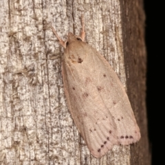 Heliocausta undescribed species (A concealer moth) at Melba, ACT - 19 Dec 2020 by kasiaaus