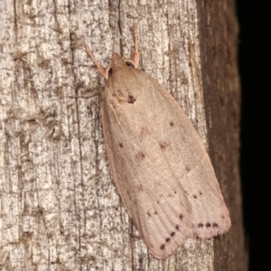 Heliocausta undescribed species at Melba, ACT - 19 Dec 2020