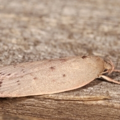 Heliocausta undescribed species at Melba, ACT - 19 Dec 2020