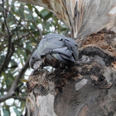 Callocephalon fimbriatum (Gang-gang Cockatoo) at Deakin, ACT - 3 Jan 2021 by JackyF