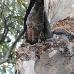 Callocephalon fimbriatum at Deakin, ACT - 3 Jan 2021