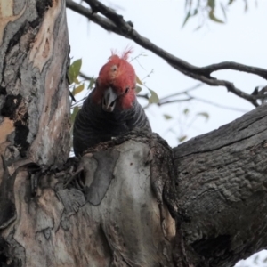 Callocephalon fimbriatum at Deakin, ACT - 3 Jan 2021