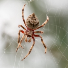 Hortophora transmarina at Coree, ACT - 6 Jan 2021