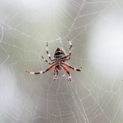 Hortophora transmarina at Coree, ACT - 6 Jan 2021