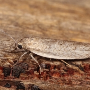 Oecophoridae provisional group 2 at Melba, ACT - 19 Dec 2020