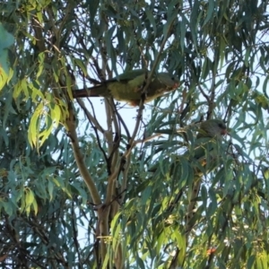 Polytelis swainsonii at Deakin, ACT - suppressed