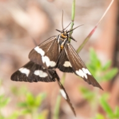 Nyctemera amicus (Senecio Moth, Magpie Moth, Cineraria Moth) at Coree, ACT - 6 Jan 2021 by SWishart