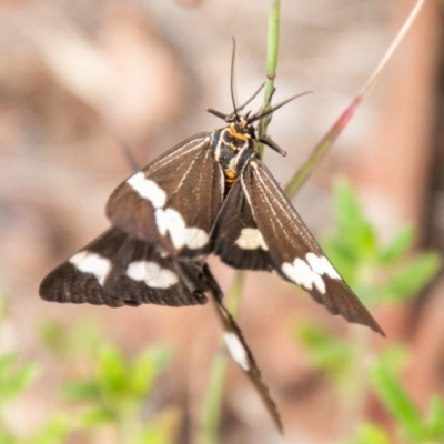 Nyctemera amicus (Senecio Moth, Magpie Moth, Cineraria Moth) at Coree, ACT - 6 Jan 2021 by SWishart