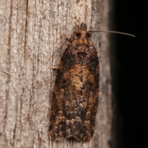 Thrincophora impletana at Melba, ACT - 19 Dec 2020 09:25 PM