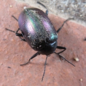 Chalcopteroides cupripennis at Flynn, ACT - 6 Jan 2021 10:48 AM