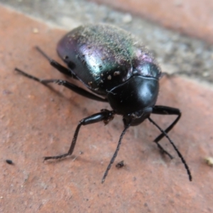 Chalcopteroides cupripennis at Flynn, ACT - 6 Jan 2021 10:48 AM