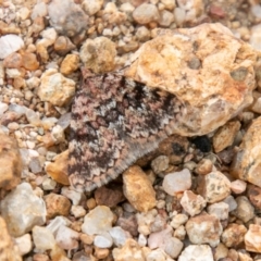 Dichromodes disputata at Coree, ACT - 6 Jan 2021 10:09 AM