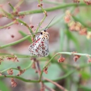 Utetheisa (genus) at Coree, ACT - 6 Jan 2021